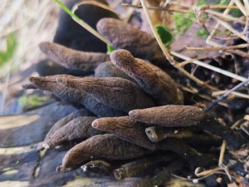 palce umarlaka - prchnilec maczugowaty xylaria polymorpha fot. sebastian piskorski, 